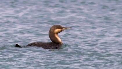 Karagerdanlı dalgıç