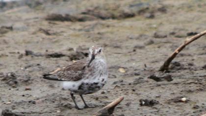 Karakarınlı kumkuşu