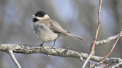 Akyanaklı baştankara
