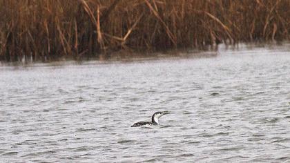 Kızılgerdanlı dalgıç