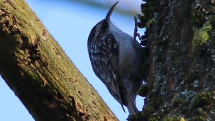 Bahçe tırmaşıkkuşu