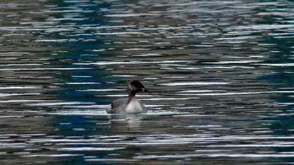 Kızılboyunlu batağan