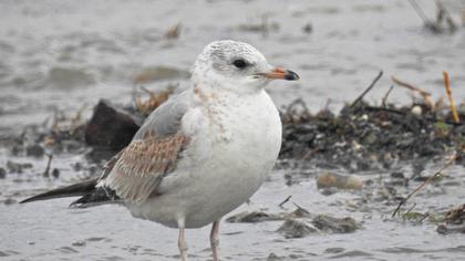 Küçük gümüş martı