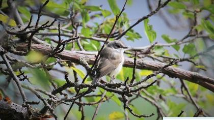 Küçük akgerdanlı ötleğen