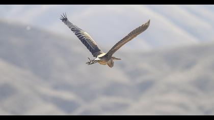 Erguvani balıkçıl