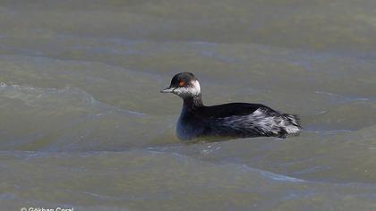 Karaboyunlu batağan
