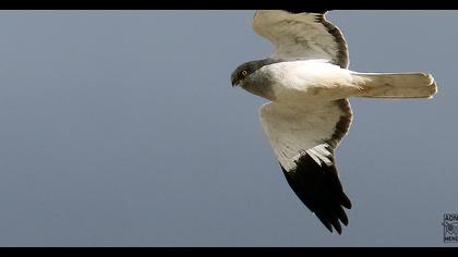 Hen Harrier