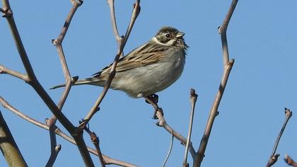 Bataklık Kirazkuşu