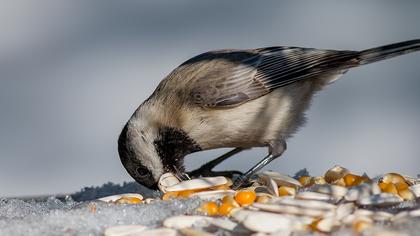 Akyanaklı baştankara