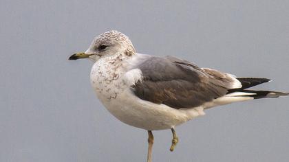 Küçük gümüş martı