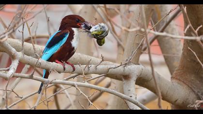 İzmir yalıçapkını