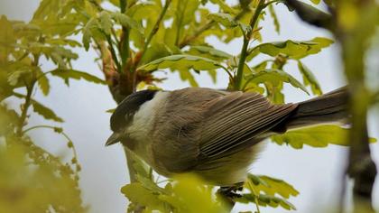 Kayın baştankarası