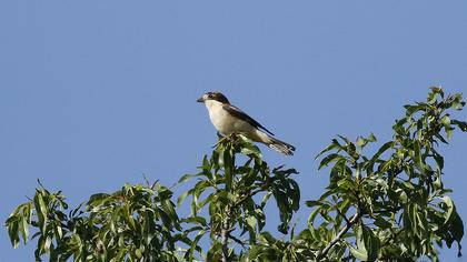 Kızılbaşlı örümcekkuşu