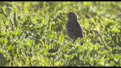Kızılgerdanlı incirkuşu