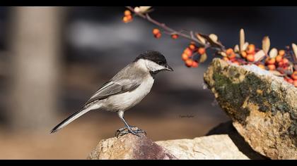Akyanaklı baştankara