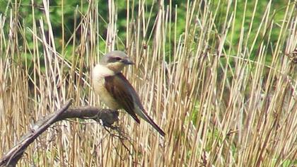 Kızılsırtlı örümcekkuşu