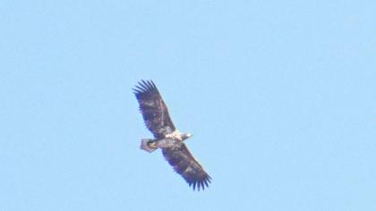 White-tailed Eagle
