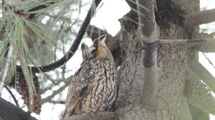 Kulaklı orman baykuşu