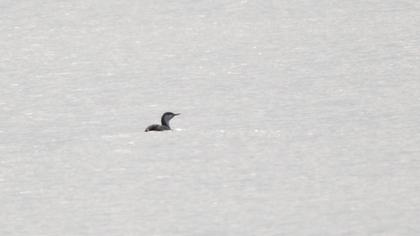 Kızılgerdanlı dalgıç