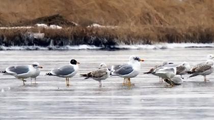 Büyük karabaş martı