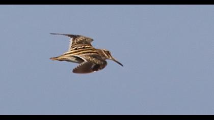 Küçük suçulluğu