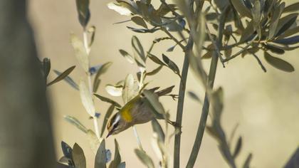 Sürmeli çalıkuşu