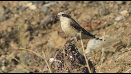 Karaalınlı örümcekkuşu