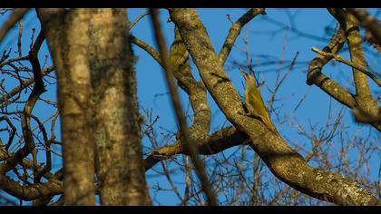 Küçük yeşil ağaçkakan