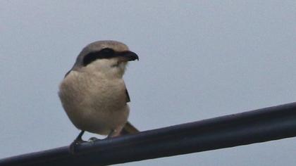 Great Grey Shrike