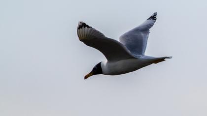 Pallas`s Gull