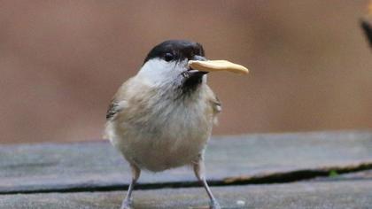 Kayın baştankarası