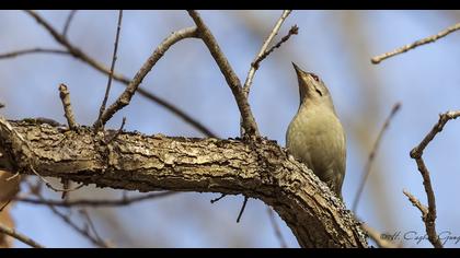 Küçük yeşil ağaçkakan