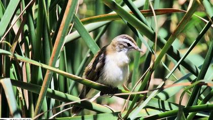 Kındıra kamışçını