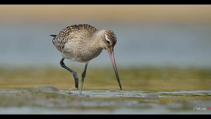 Kıyı çamurçulluğu