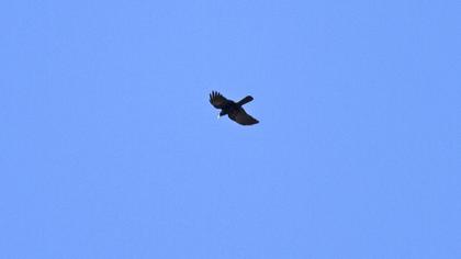 Sarıgagalı dağ kargası