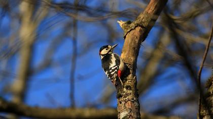 Orman alaca ağaçkakanı