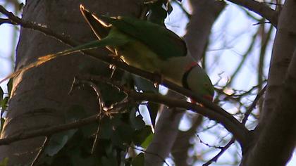 İskender papağanı