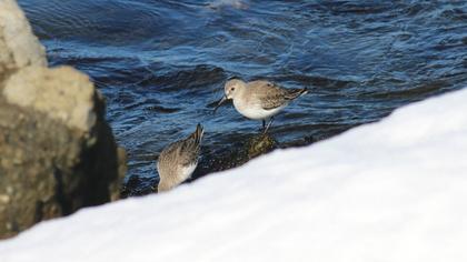 Karakarınlı kumkuşu
