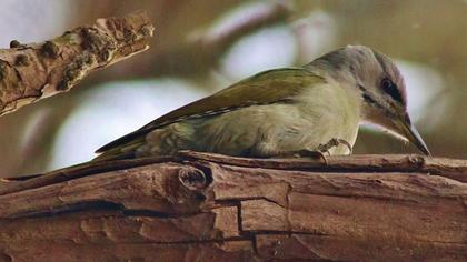 Küçük yeşil ağaçkakan