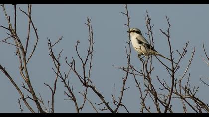 Büyük örümcekkuşu