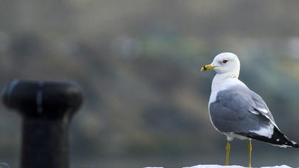 Küçük gümüş martı