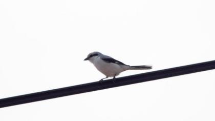 Büyük örümcekkuşu