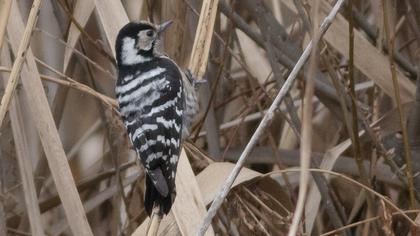 Küçük ağaçkakan