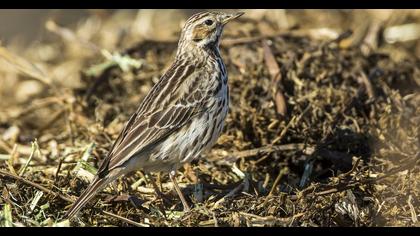 Kızılgerdanlı incirkuşu