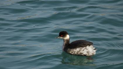 Karaboyunlu batağan