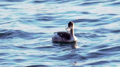 Karaboyunlu batağan