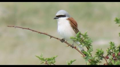 Kızılsırtlı örümcekkuşu