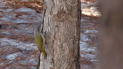 Küçük yeşil ağaçkakan