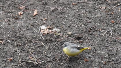 Dağ kuyruksallayanı