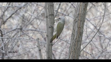 Küçük yeşil ağaçkakan